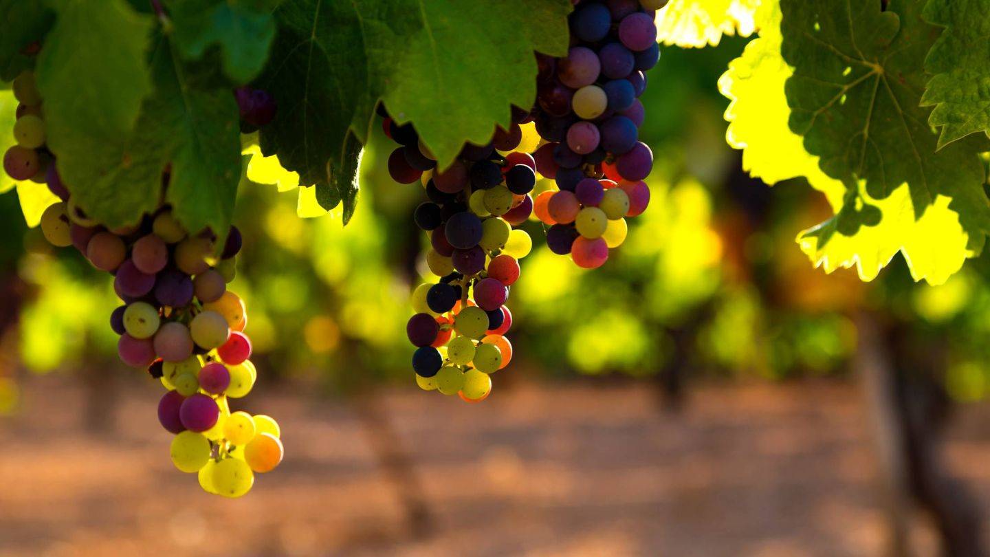 viticultura-cambio-climatico|Jose-MIguel-Zapater-1-c-1-e1640026125788